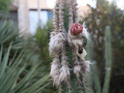 Pilosocereus leucocephalus 07 2021a